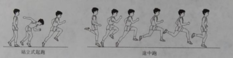 三、50米全程跑