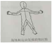 12.【題干】根據(jù)右圖說(shuō)明兒童動(dòng)作發(fā)展規(guī)律。